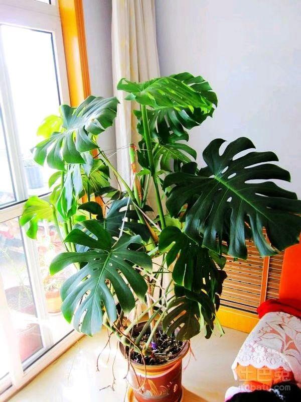 适合养在客厅好养活的绿植,十大最好养的客厅大绿植
