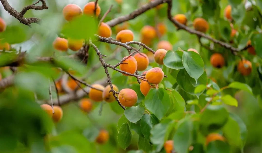 一眼爱上！济南色彩图鉴来了！看大自然的调色盘画出泉城缤纷夏日！