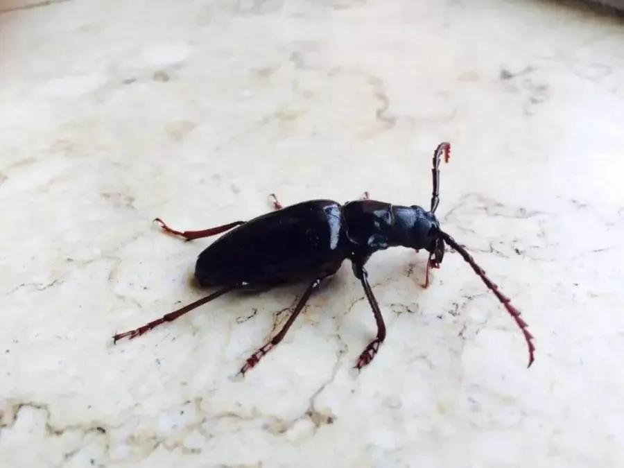 山春牛特点,山春牛照片