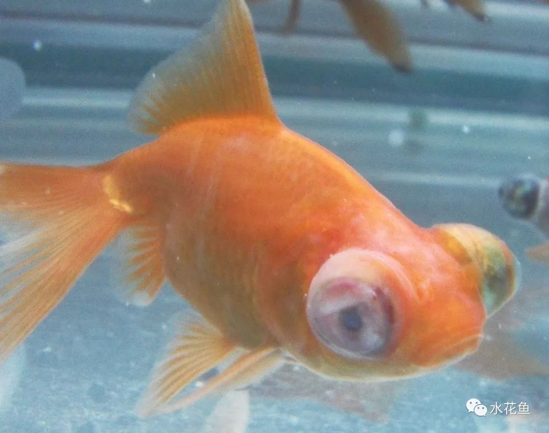 鱼眼睛白内障,鱼眼睛疾病