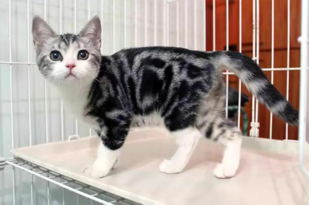 猫身上的“舒服区”与“雷区”，你知道吗？