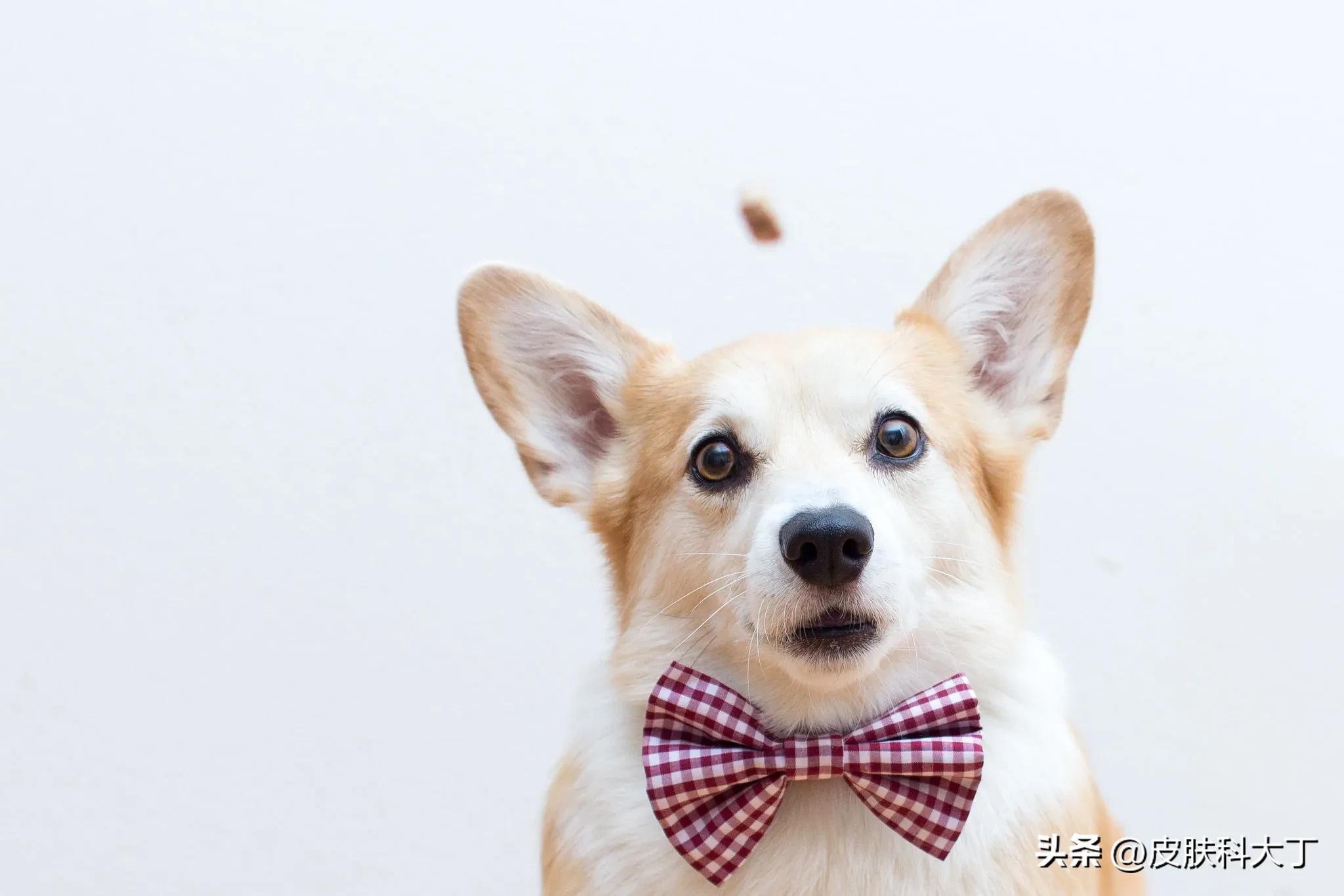 宠物狗容易导致小孩患头癣,因养狗得了癣怎么治