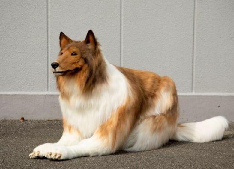 日本男子花200万变狗设计图,日本男子花200万整容蠢狗