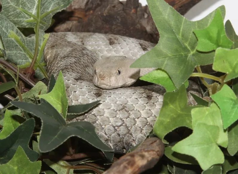 「原来欧洲有这么多种蛇？！」偷师卡塞尔的豢龙大师·下