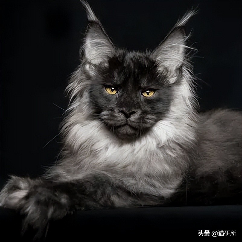 什么猫咪和英短合得来,猫咪长毛英短怎么区分公母