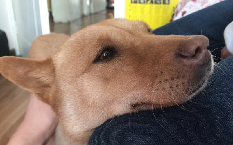 狗狗总是睡不踏实是怎么回事,狗狗总是很困怎么回事