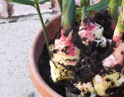 阳台上种菜养花推荐什么,阳台上种菜养花推荐一下