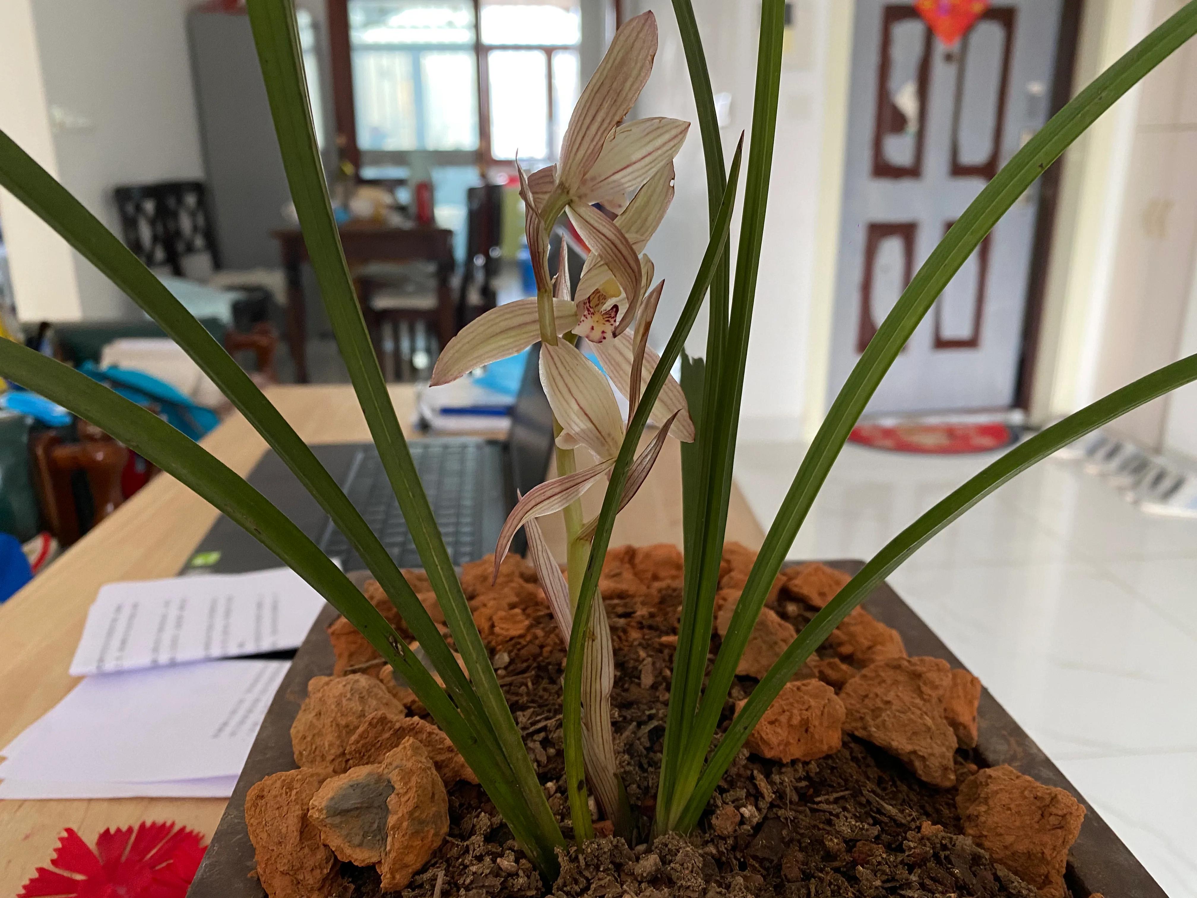 干透浇透还是少浇,浇水为什么要干则干透浇则浇透