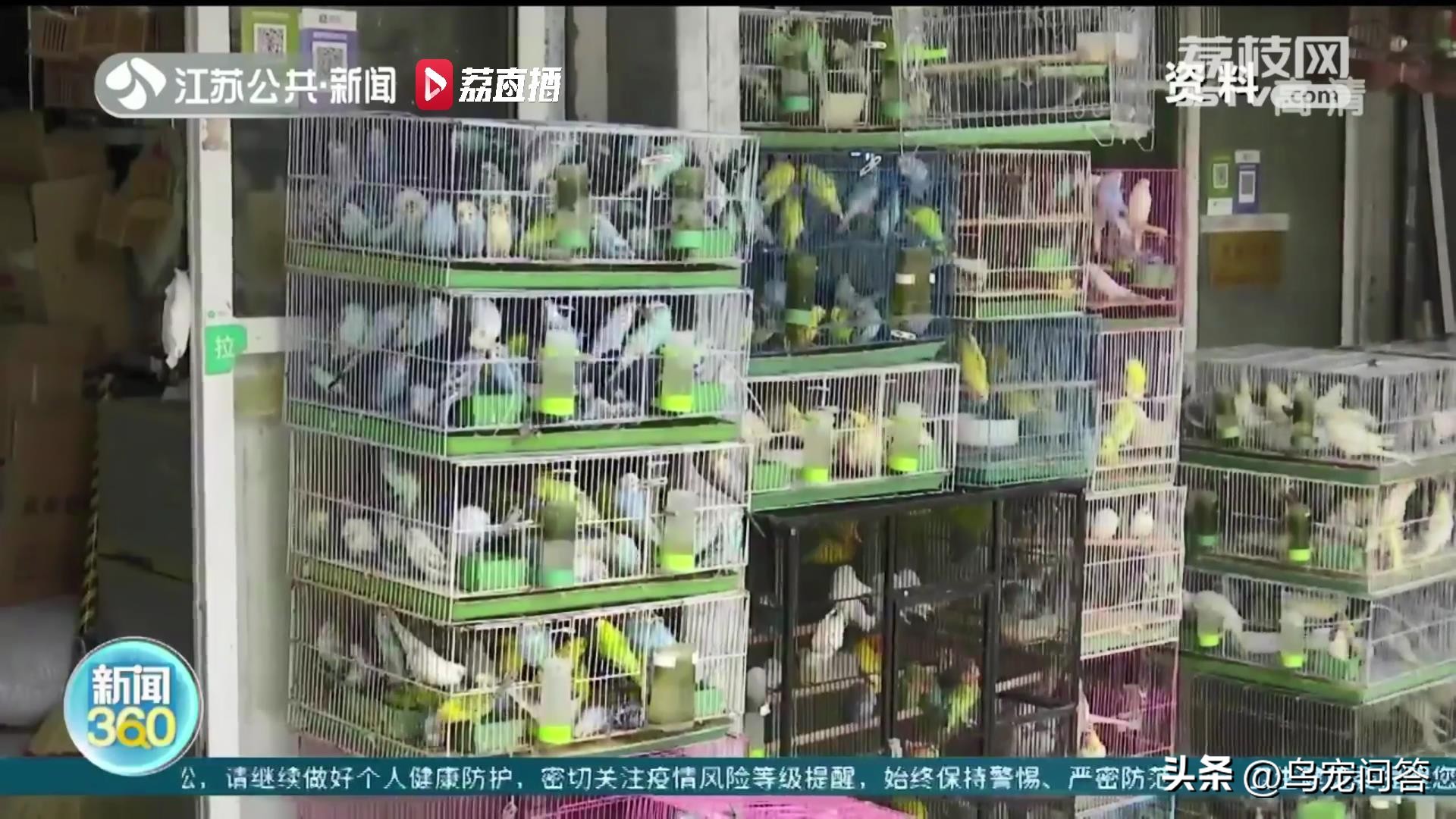 虎皮鹦鹉神仙水,鹦鹉用什么水最好