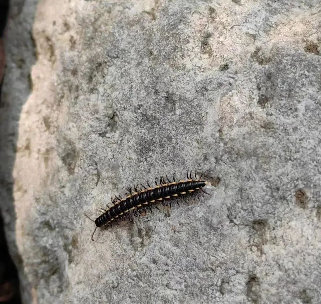 千足虫马路上聚集什么原因,千足虫成都