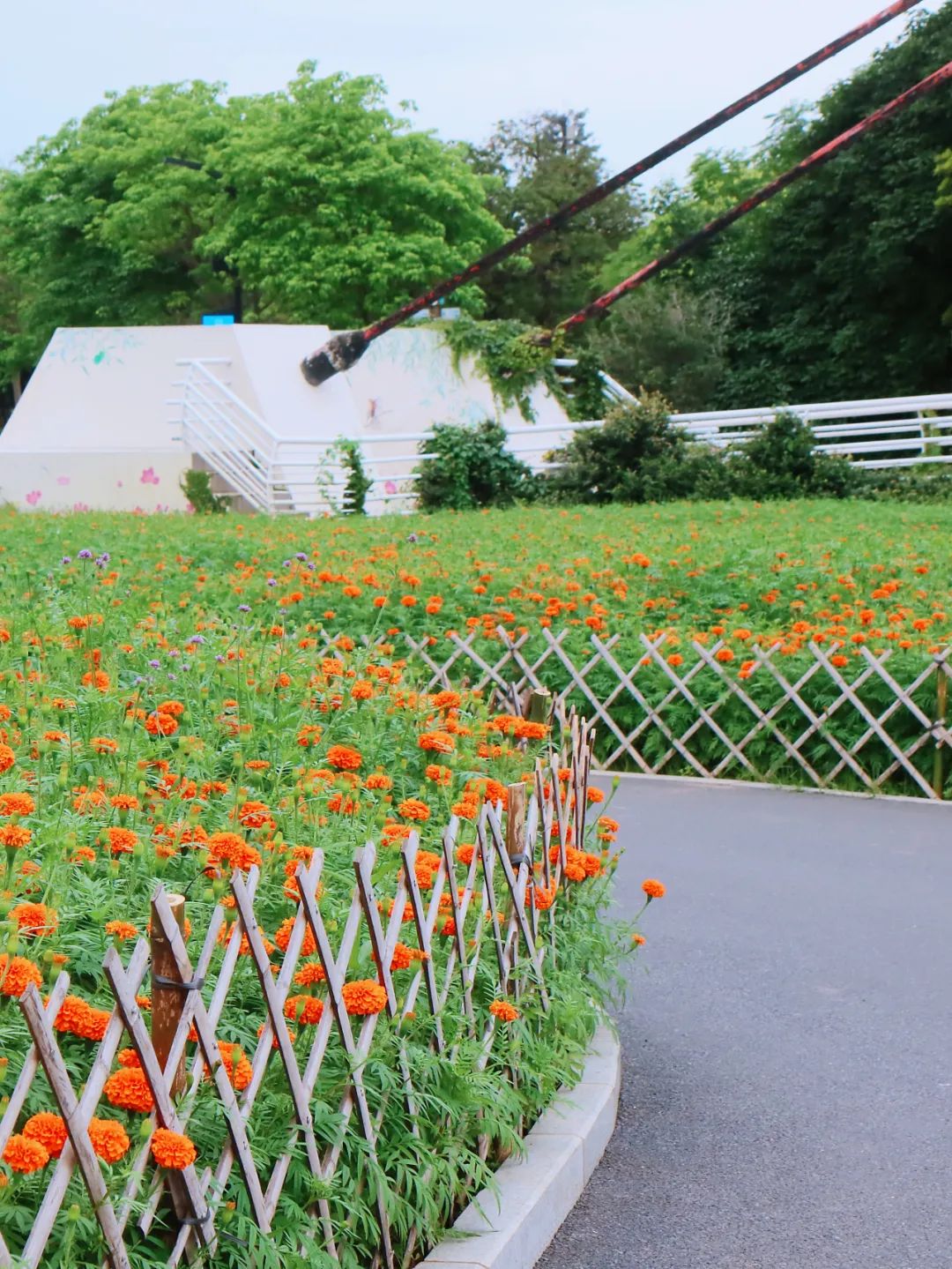 广州哪里有花海的景区,广州南沙区有哪些花海