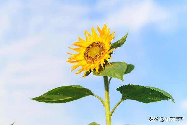 狮子座女人的性格特点和特长,狮子座踏实稳重的女人性格