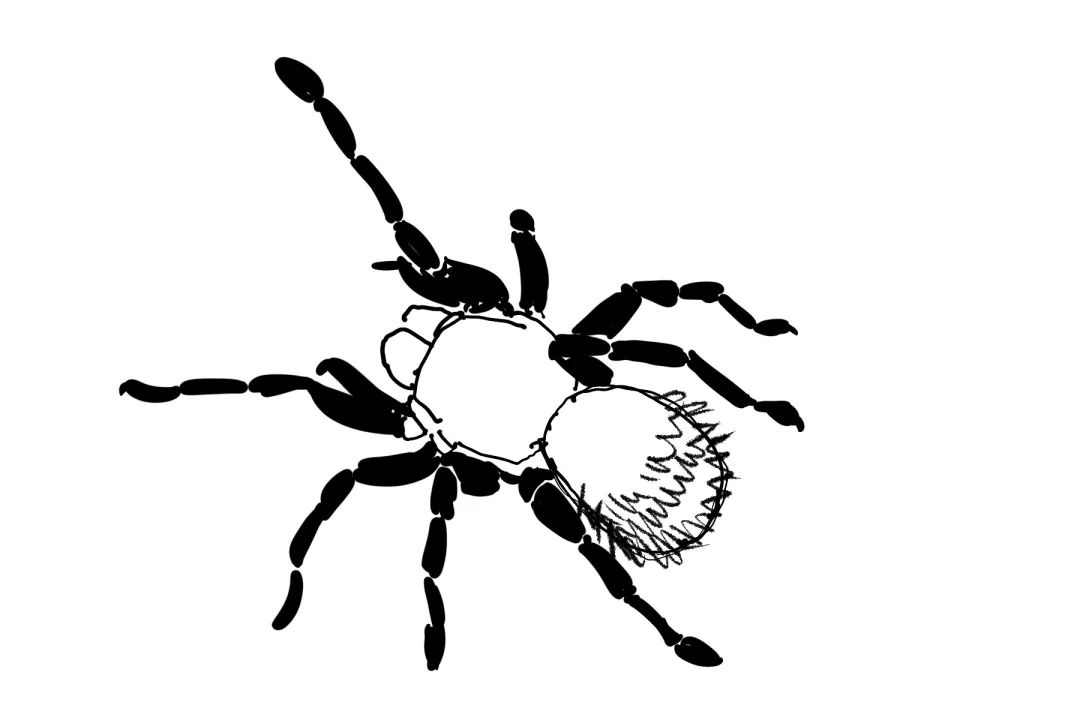 疫情与那些养爬行动物的人