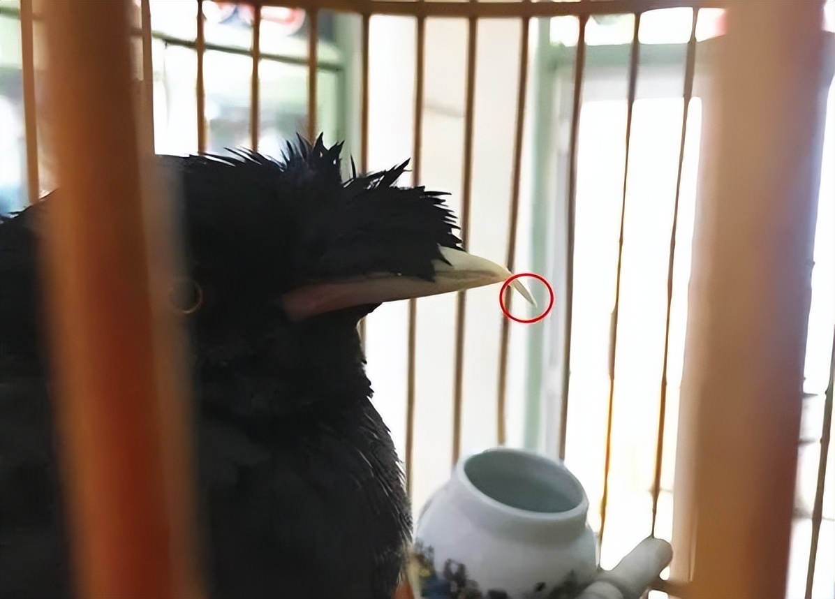 栖杠就是鸟儿的床，必须准备两根栖杠及时更换清洗消毒。