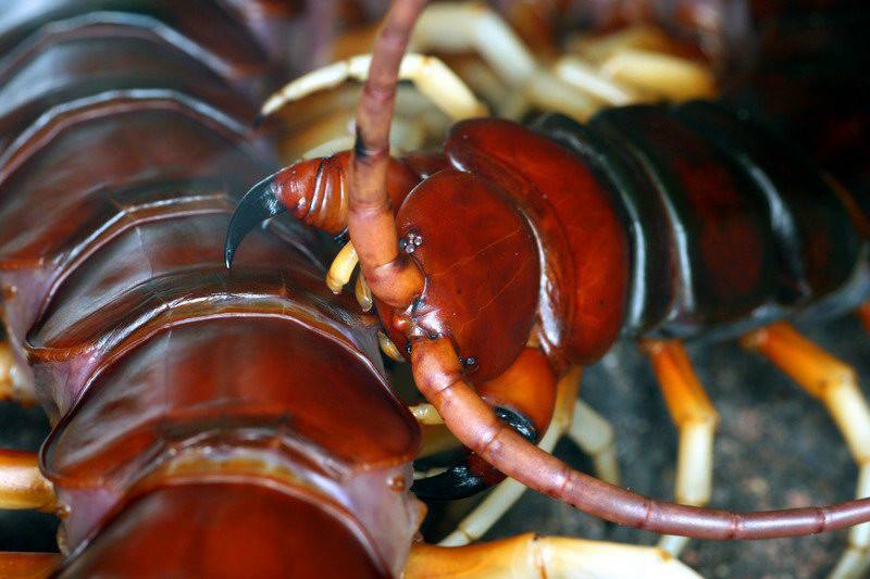 海关查处的蝾螈有哪些,上海海关查获蝾螈后续