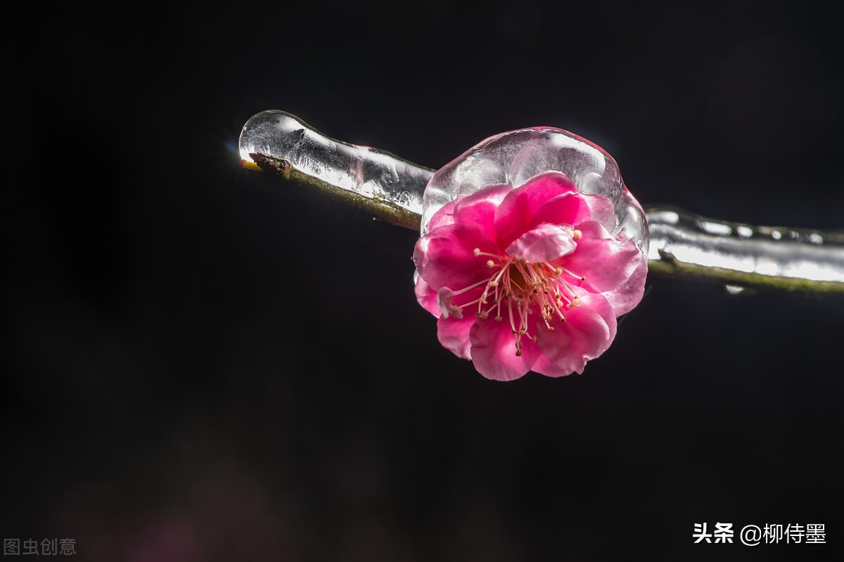 拍摄梅花多重曝光的技巧,拍摄梅花用什么镜头最好