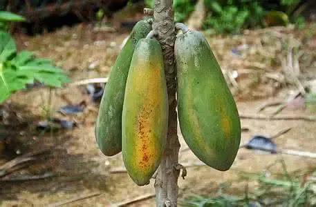 生活中常见的10种转基因食品,中国市场上的转基因食品有哪些