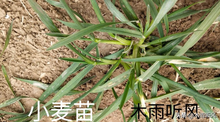 种小麦麦种用少了怎么办,小麦出苗后麦黄麦弱怎么办