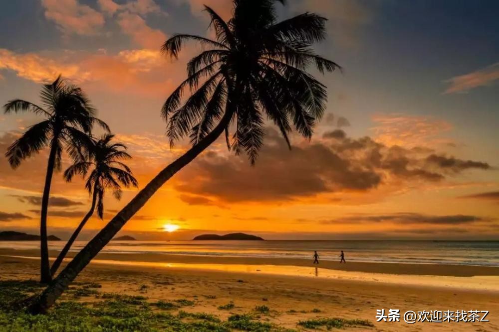 海南什么茶叶最好喝,海南什么茶最好喝