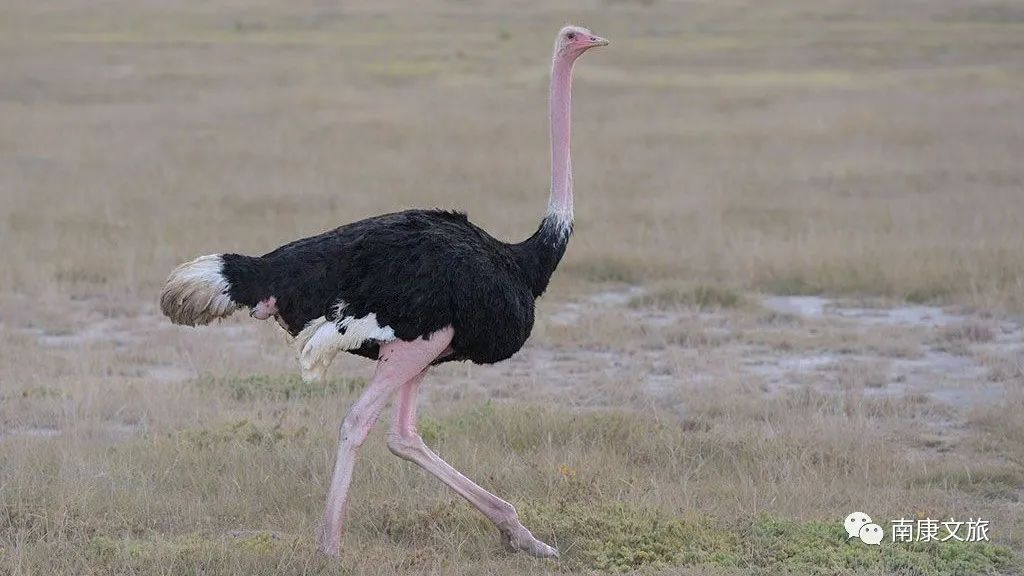 高考结束后成都旅游攻略,高考结束旅游推荐南京
