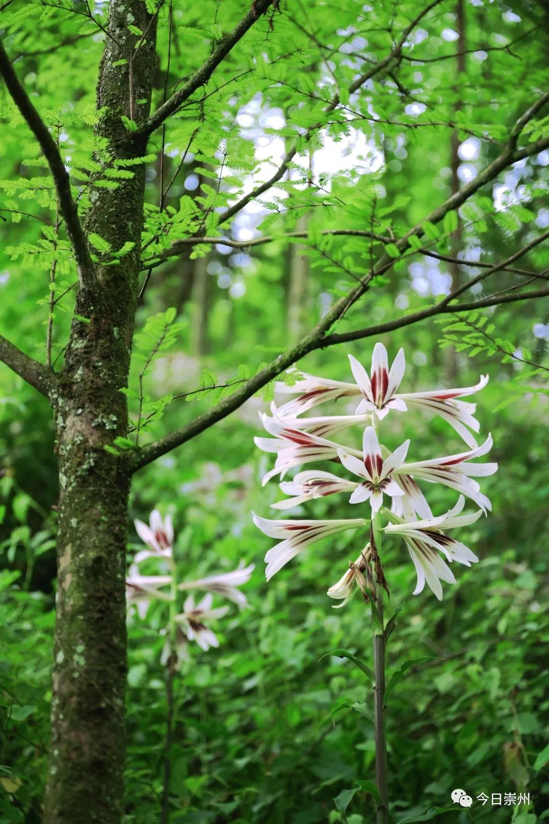 崇州山里的野百合图片,成都大邑野百合花海美景图