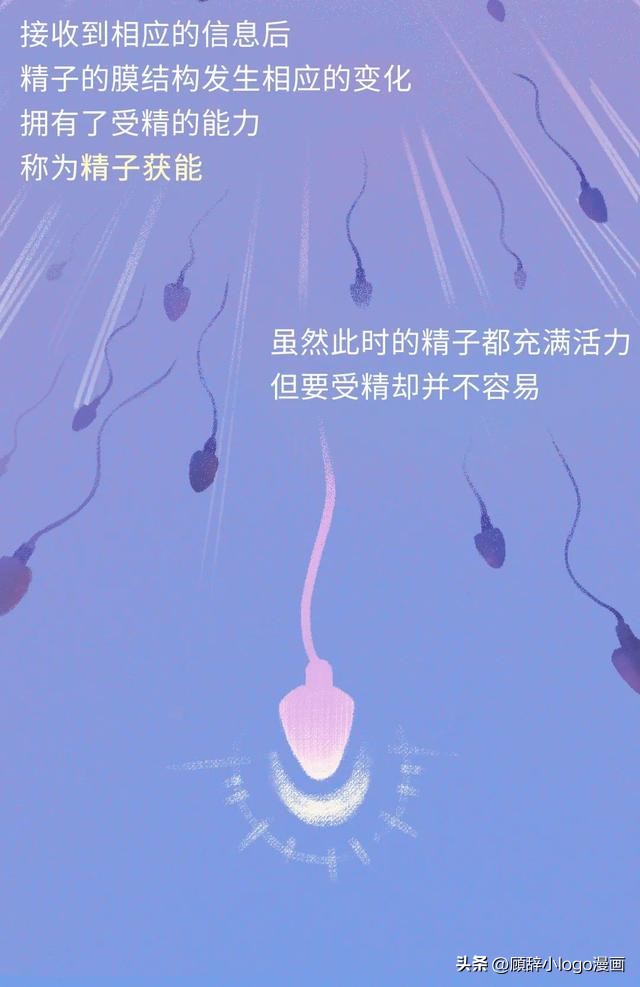 精子进入女生体内的24小时，都发生了些什么？太励志了！（漫画）