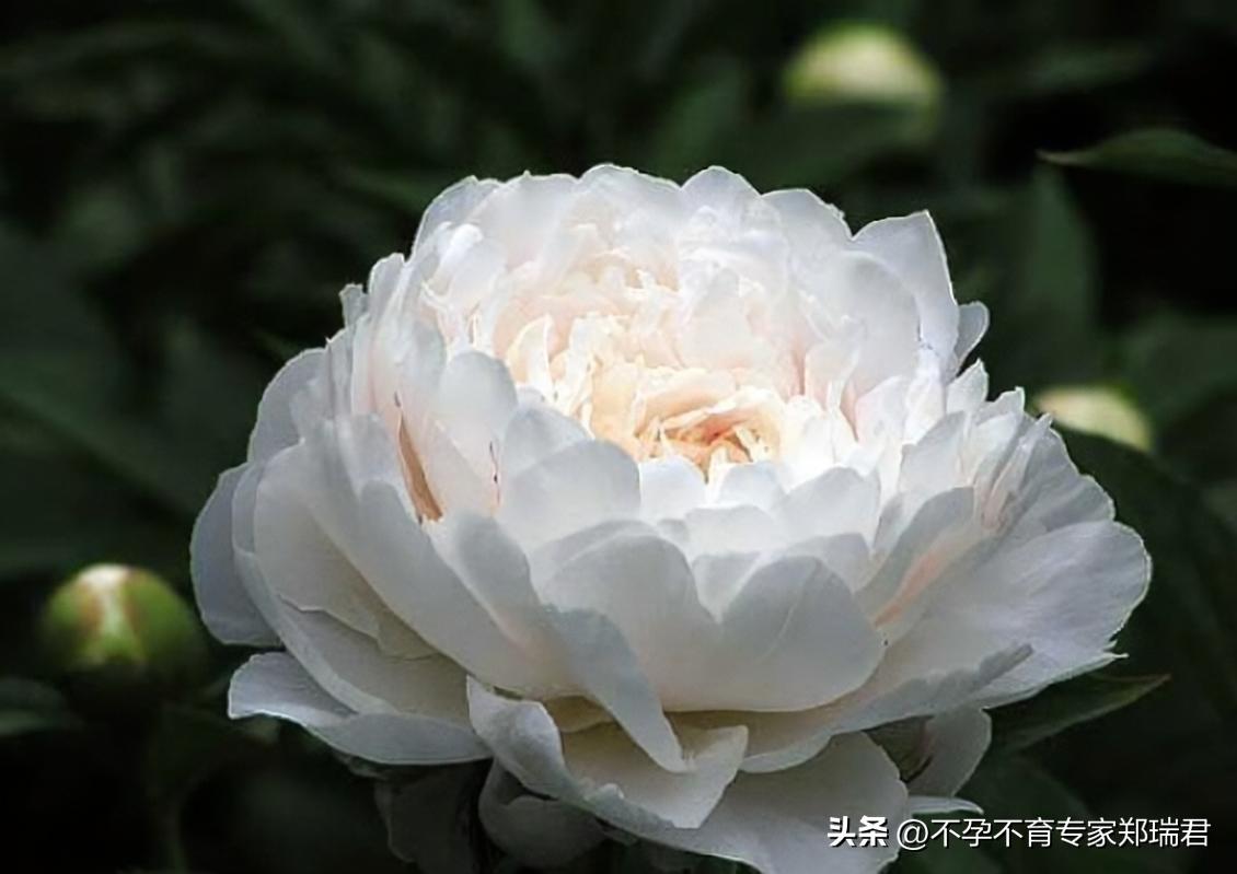 怎么才能让卵巢不衰老,让高龄女性恢复卵巢中药土方法