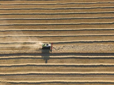 近期农村严查什么后果,最新农村严查消息