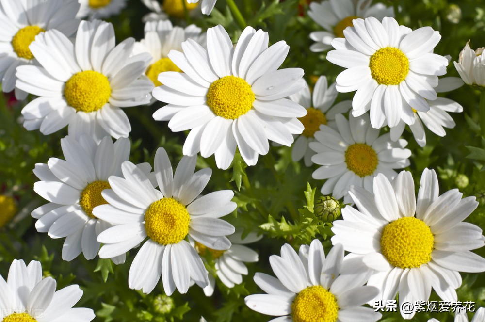 一丛黄菊花图片欣赏,五颜六色姹紫嫣红的鲜花