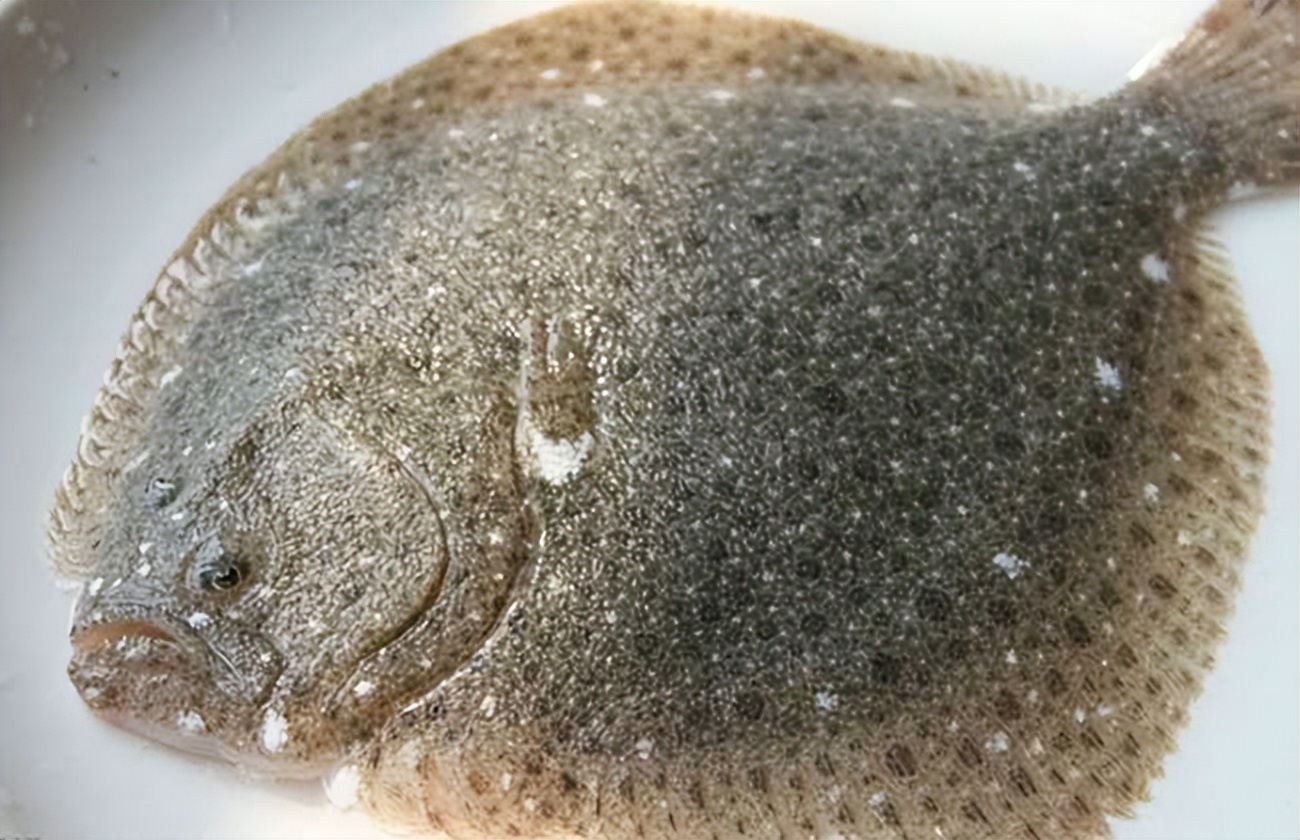 条斑星鲽工厂化养殖技术,星斑川鲽的营养价值