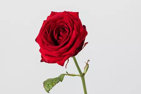 正确喂奶姿势解析,月子喂奶正确姿势