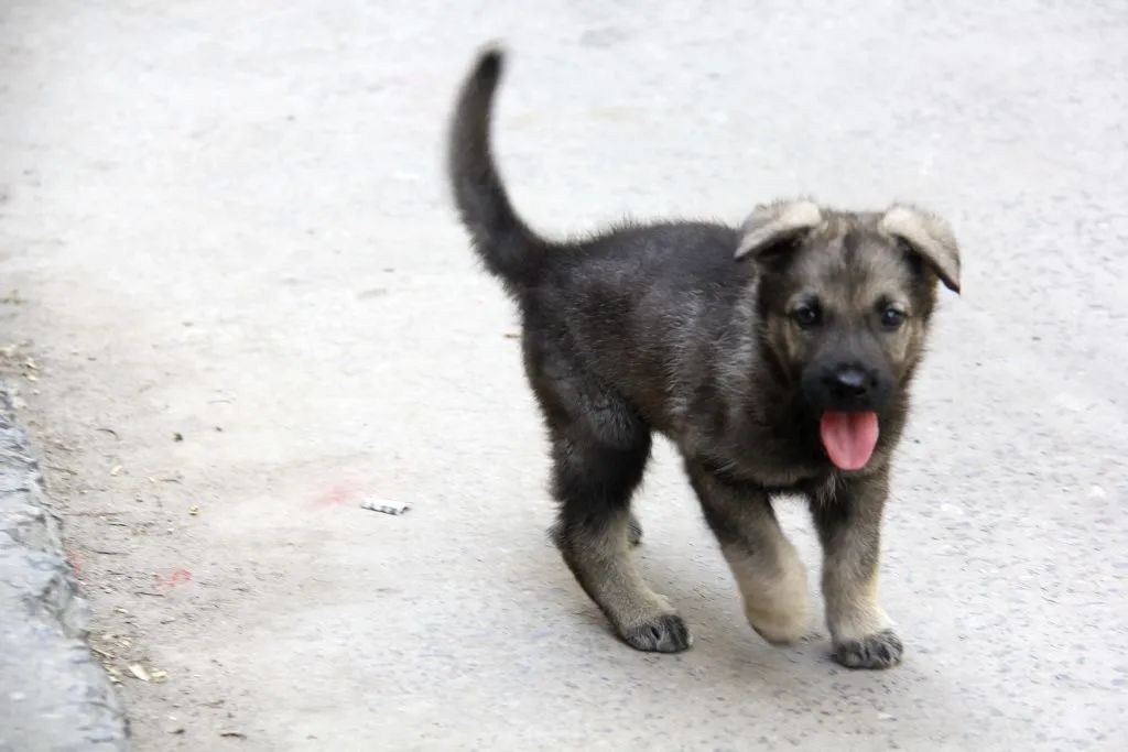 「今日作家」韩璐‖我的小黑我的狗（散文）