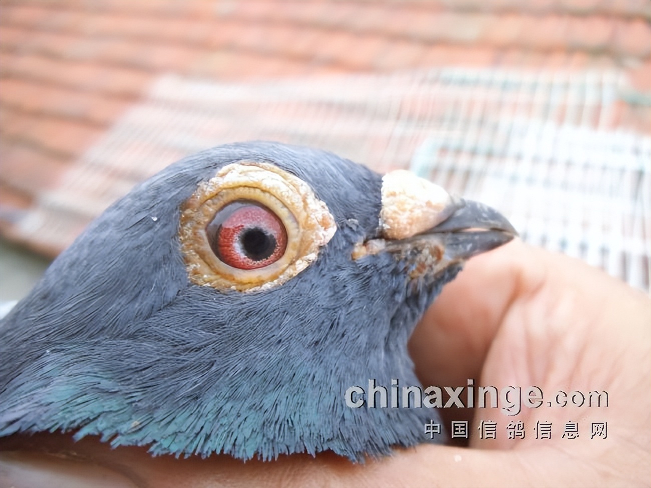 哈密超远程冠军信鸽图片,超远程赛鸽纪录