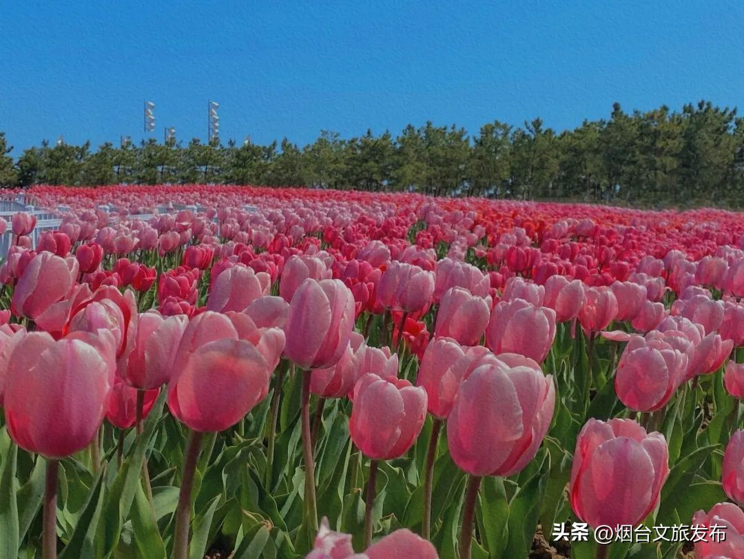 金沙滩攻略从早到晚,金沙滩必打卡