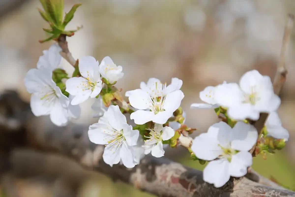 赞美梨花的诗句古诗大全,关于梨花的古诗词大全