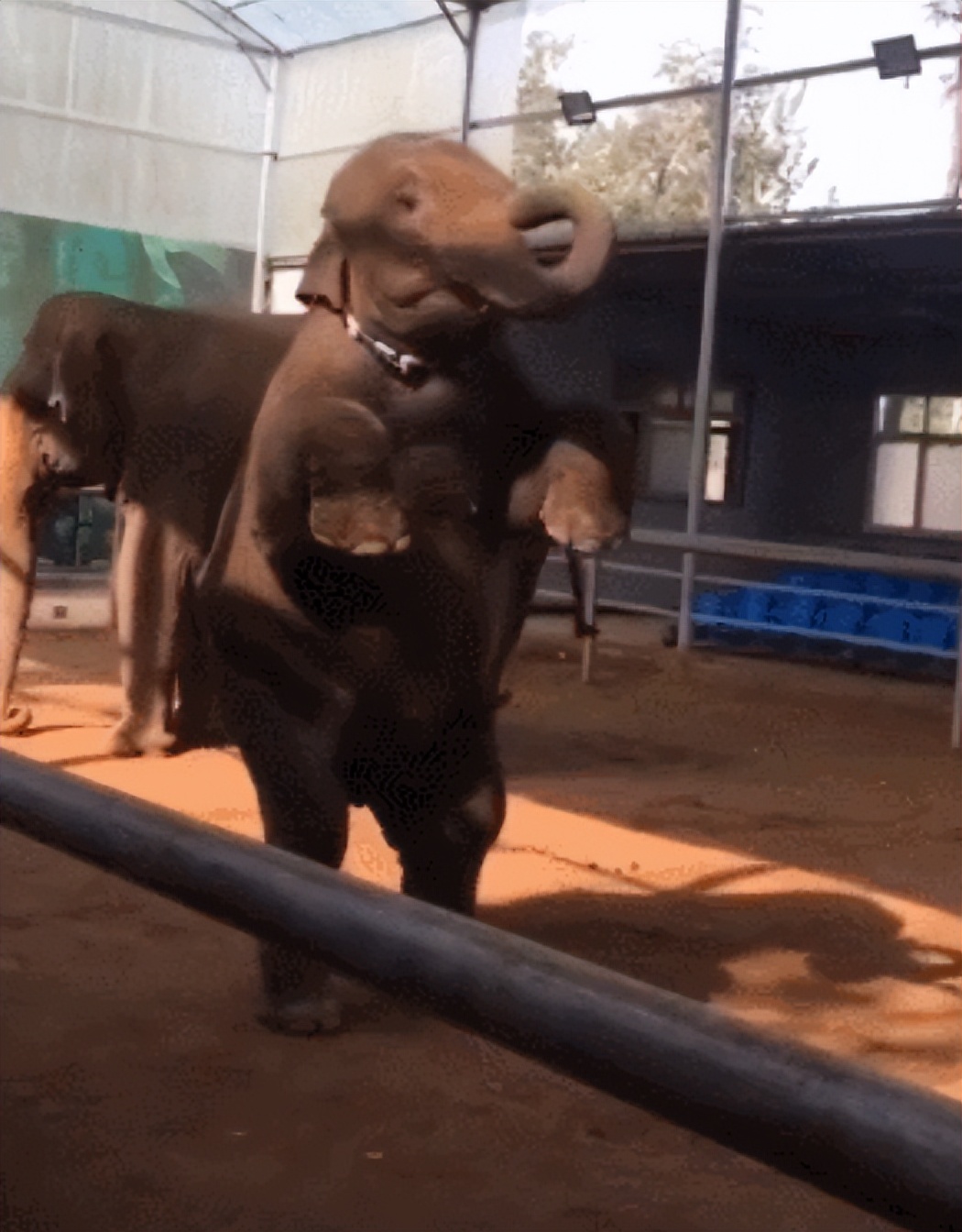 6岁公主活成“脚链囚徒”，背后的动物表演让人心疼