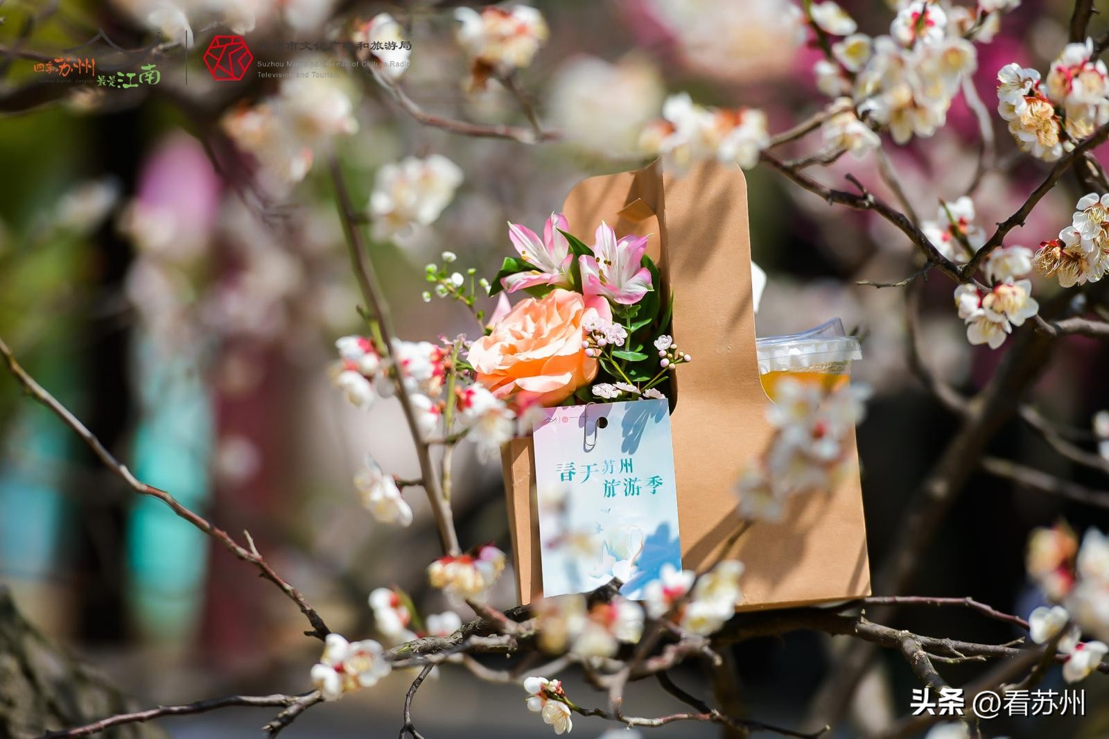 苏州春季旅游路线攻略,苏州春季旅游攻略路线推荐