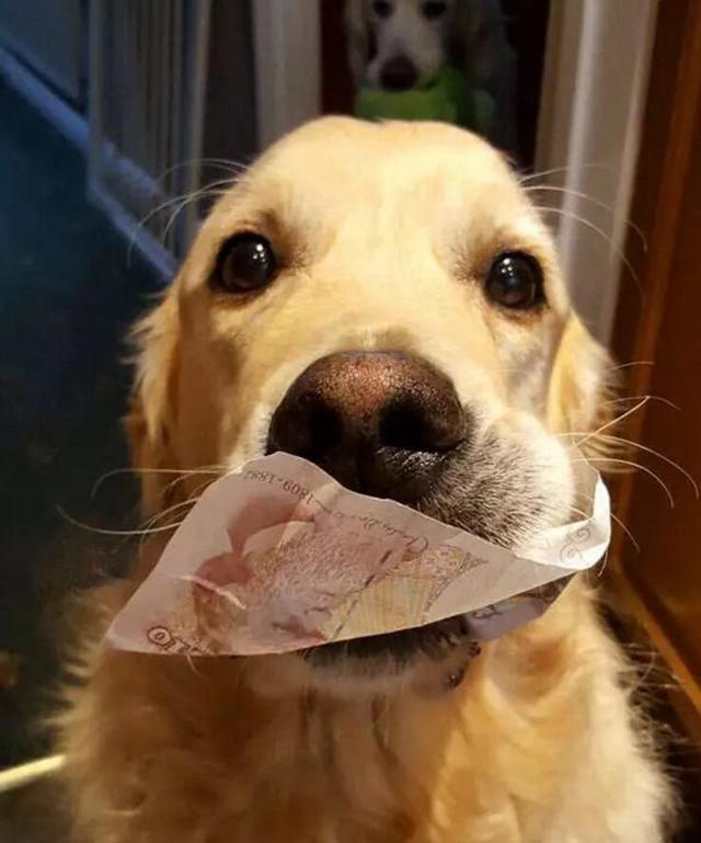 狗狗把你当“亲妈”，会有这7个行为！别不懂