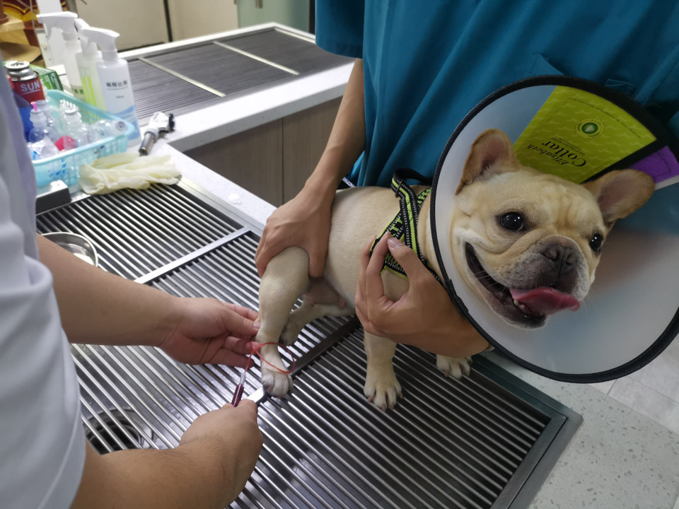 现在开宠物医院好还是宠物店好,开宠物医院和开宠物店哪个赚钱