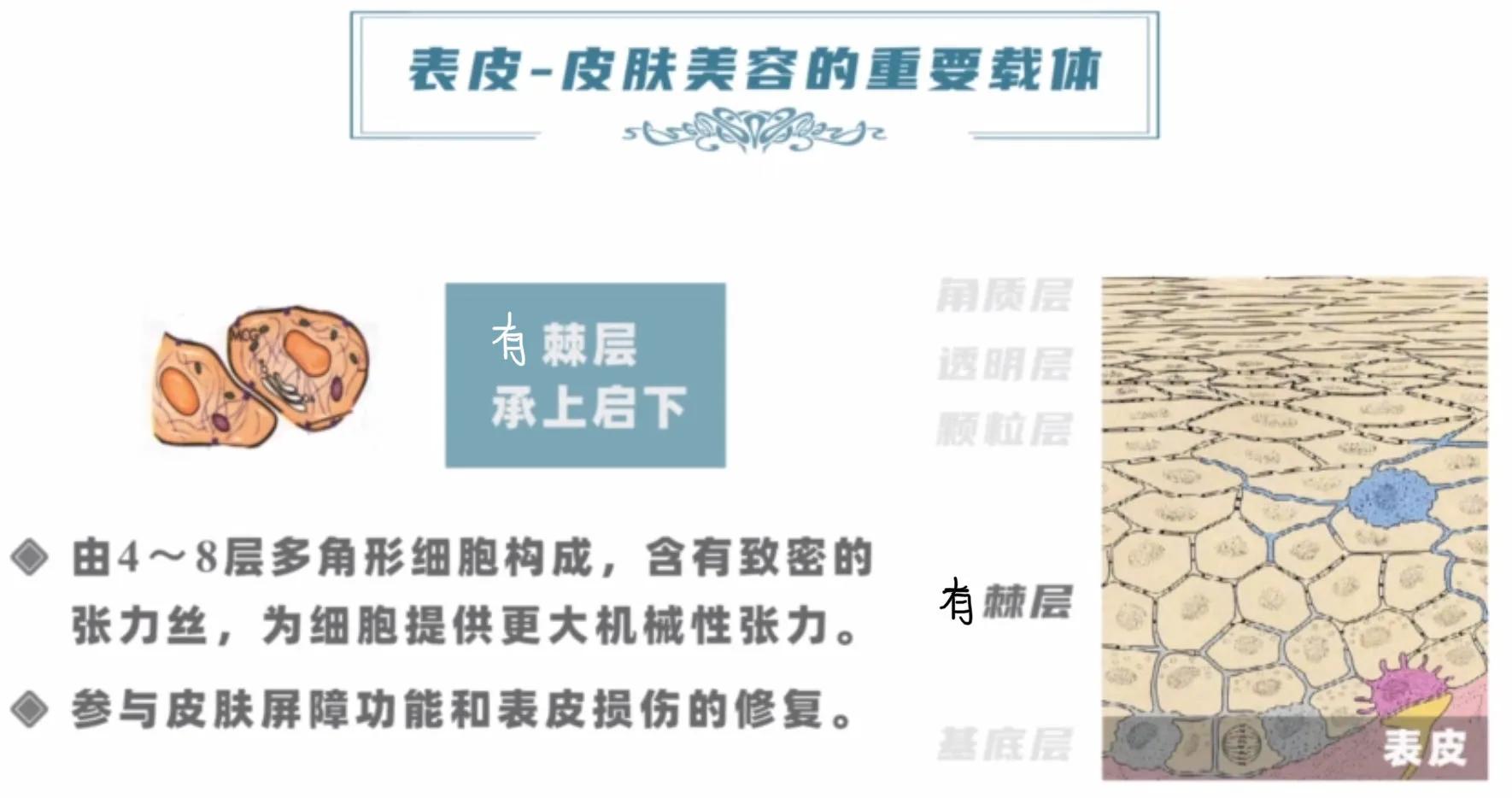 你真的认识你的皮肤吗,你了解你的皮肤吗