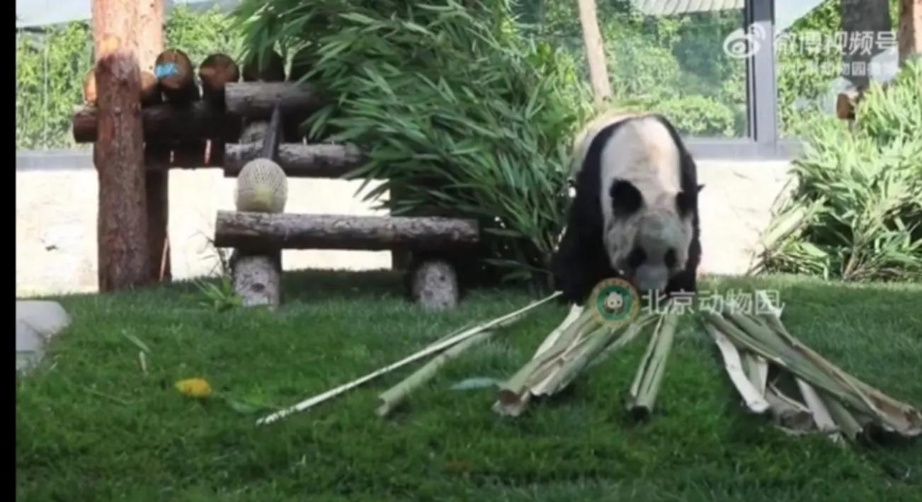 关于丫丫新视频,丫丫最新视频抓起竹子就开啃