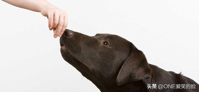 狗的鼻子为什么这么灵敏呢,猪和狗的鼻子谁更灵敏