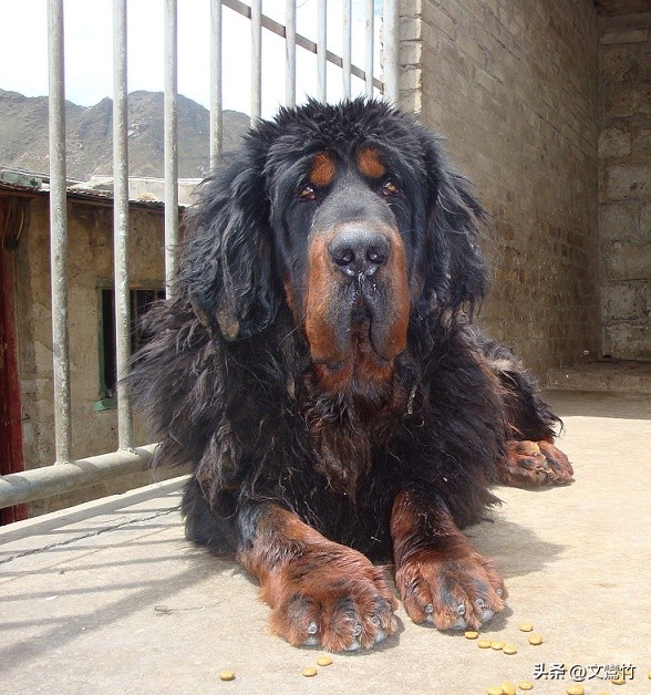 两夫妻走到西藏无人区碰见狼群,真正古老的纯种藏獒