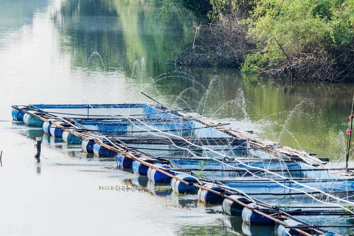 关于罗非鱼的养殖技术和方法
