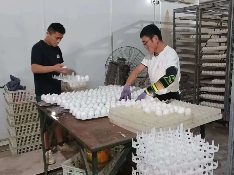 肉鸭养殖乡村振兴,肉鸭养殖与乡村振兴