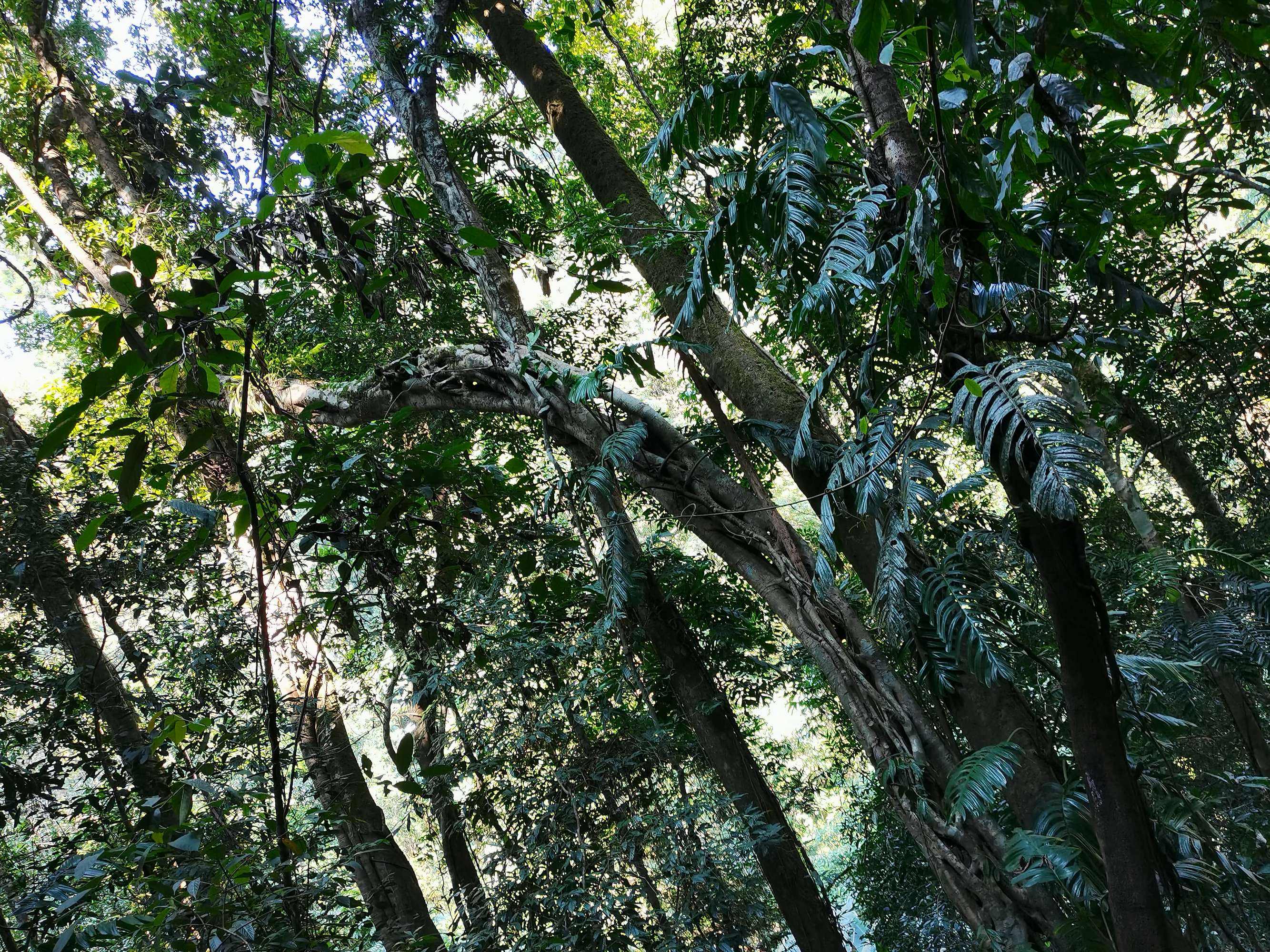 7米长！印尼54岁女子被巨蟒活吞，人心惶惶：还剩条8.2米蟒蛇游荡