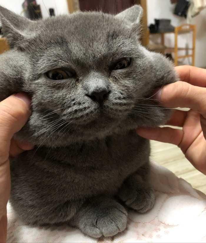 为什么弃养蓝猫的那么多,英短蓝猫频繁被弃养的原因