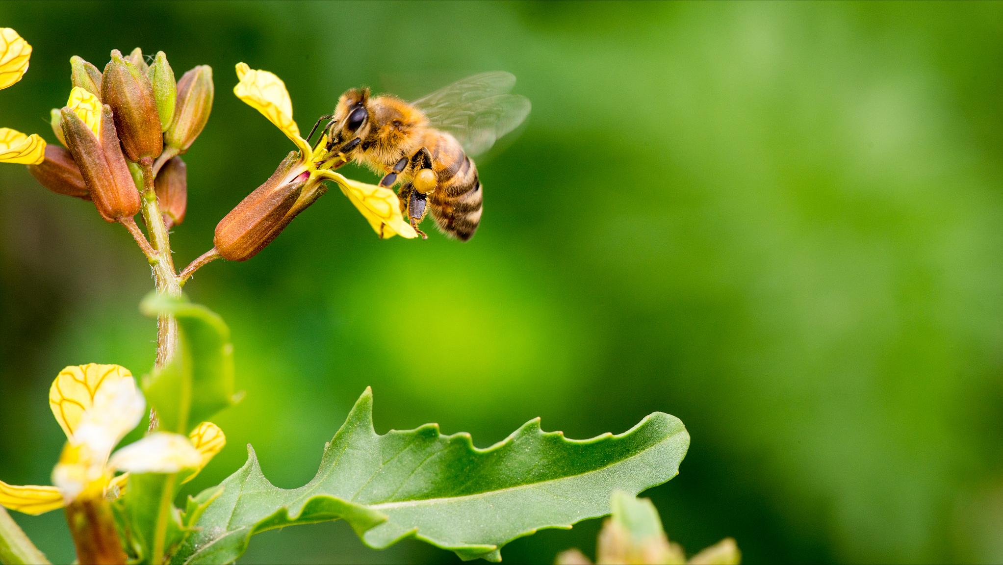 给蜜蜂喂花粉怎么喂,给蜜蜂喂食的时候怎么喂