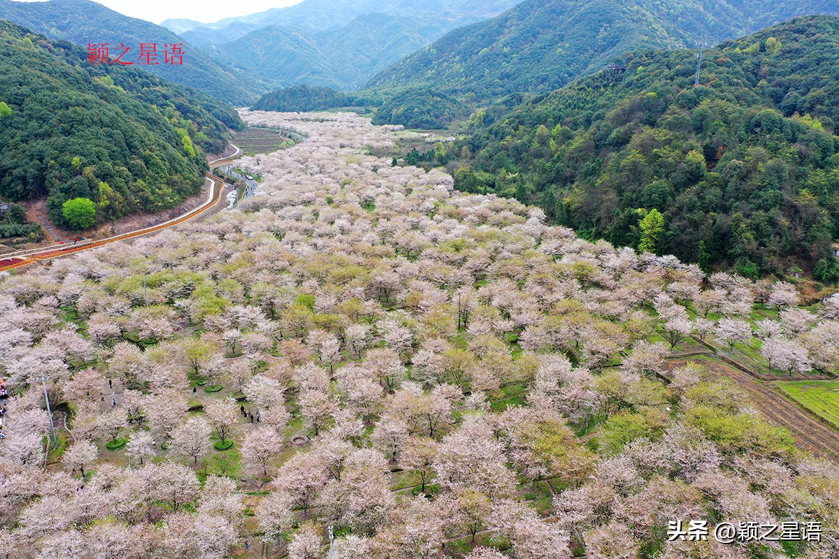 3月份看樱花去哪里看最好,三月中旬最值得去欣赏的樱花最美