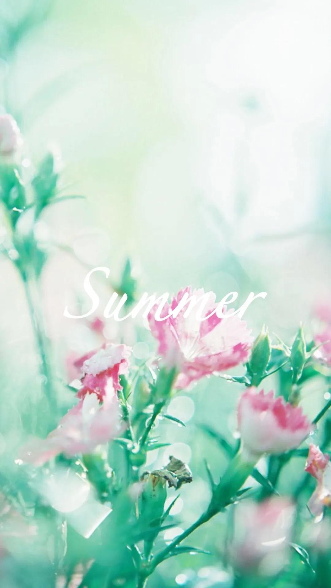 康乃馨花束壁纸,康乃馨壁纸手机超清全面屏